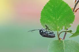 Attēlu rezultāti vaicājumam “Oxymirus cursor”