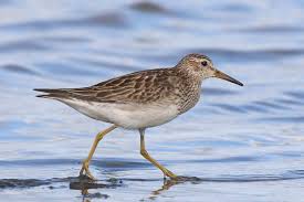 Image result for Calidris melanotos