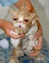 hilarious pictures of animals