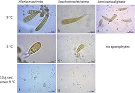 Attēlu rezultāti vaicājumam “Serpoleskea subtilis sporophyte”