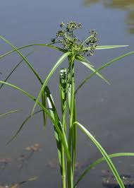 Attēlu rezultāti vaicājumam “Scirpus sylvaticus flower”