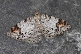 Attēlu rezultāti vaicājumam “Venusia blomeri”