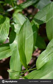 Attēlu rezultāti vaicājumam “Allium ursinum leaf”