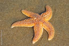 Image result for Asterias rubens