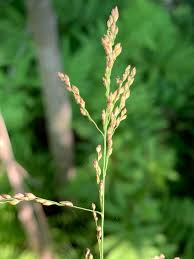 Attēlu rezultāti vaicājumam “Glyceria striata”