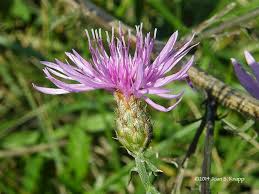 Attēlu rezultāti vaicājumam “Centaurea stoebe bud”