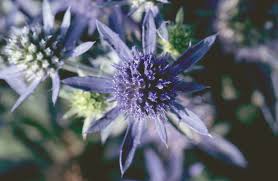 Attēlu rezultāti vaicājumam “Eryngium planum”