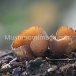 Attēlu rezultāti vaicājumam “Otidea bufonia”