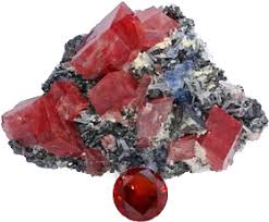 Attēlu rezultāti vaicājumam “Priobium carpini”