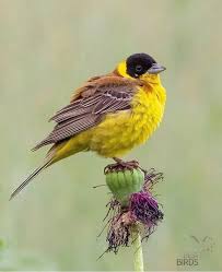 Image result for Emberiza melanocephala