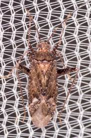 Attēlu rezultāti vaicājumam “Phytocoris sp.”