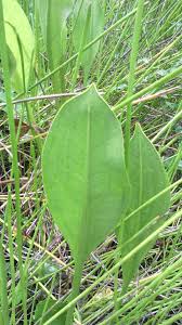 Attēlu rezultāti vaicājumam “Alisma plantago-aquatica fruit”