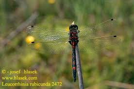 Attēlu rezultāti vaicājumam “Leucorrhinia rubicunda”