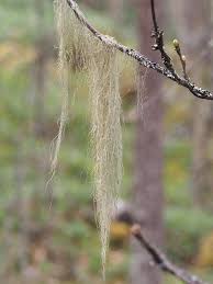 Attēlu rezultāti vaicājumam “Bryoria capillaris”