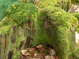 Attēlu rezultāti vaicājumam “Lepidozia reptans”