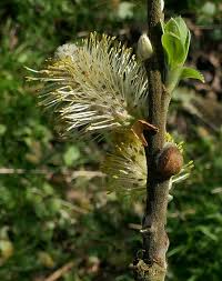 Attēlu rezultāti vaicājumam “Salix myrsinifolia male flower”