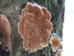 Attēlu rezultāti vaicājumam “Steccherinum bourdotii”