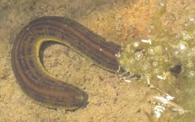 Attēlu rezultāti vaicājumam “Haemopis sanguisuga”