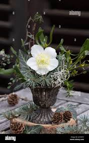 Attēlu rezultāti vaicājumam “Helleborus niger flower”