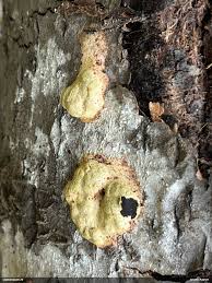 Attēlu rezultāti vaicājumam “Fuligo luteonitens”