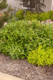 Attēlu rezultāti vaicājumam “Cornus alba”