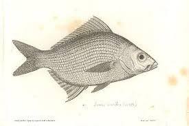 Image result for Eugerres plumieri