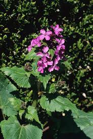 Image result for Lunaria annua