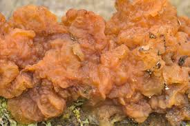 Attēlu rezultāti vaicājumam “Exidia cartilaginea”