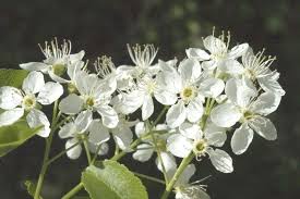 Attēlu rezultāti vaicājumam “Prunus domestica subsp. insitita fruit”