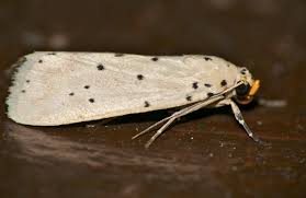 Attēlu rezultāti vaicājumam “Yponomeutidae”