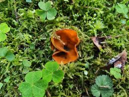 Attēlu rezultāti vaicājumam “Caloscypha fulgens”