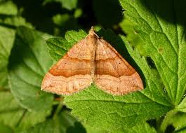 Attēlu rezultāti vaicājumam “Scotopteryx chenopodiata”