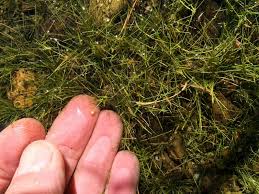 Attēlu rezultāti vaicājumam “Subularia aquatica”