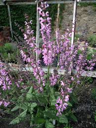Image result for Salvia pratensis