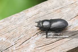 Attēlu rezultāti vaicājumam “Dorcus parallelopipedus”