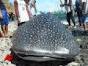 WITH SHARK FIN BAN, A SLICE OF ASIAN CULTURE ENDS IN CALIFORNIA ...