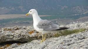 Attēlu rezultāti vaicājumam “Larus canus adult”