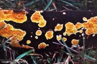 Attēlu rezultāti vaicājumam “Pseudomerulius aureus”