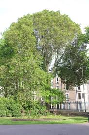 Attēlu rezultāti vaicājumam “Ulmus x hollandica”