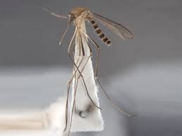 Attēlu rezultāti vaicājumam “Nematocera”