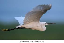 Attēlu rezultāti vaicājumam “Egretta garzetta”