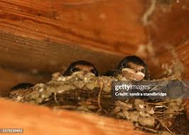 Attēlu rezultāti vaicājumam “Hirundo rustica nest”