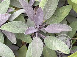 Attēlu rezultāti vaicājumam “Salvia officinalis leaf”