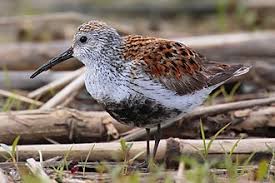 Attēlu rezultāti vaicājumam “Calidris alpina adult”