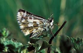 Attēlu rezultāti vaicājumam “Pyrgus alveus underside”