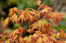 Image result for Acer palmatum `Orange Dream`