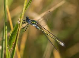 Attēlu rezultāti vaicājumam “Lestes dryas”