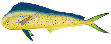 Image result for Coryphaena hippurus