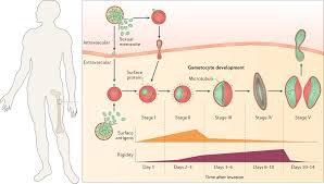 Attēlu rezultāti vaicājumam “Colloderma oculatum plasmodium”