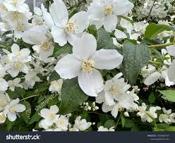 Attēlu rezultāti vaicājumam “Philadelphus coronarius”